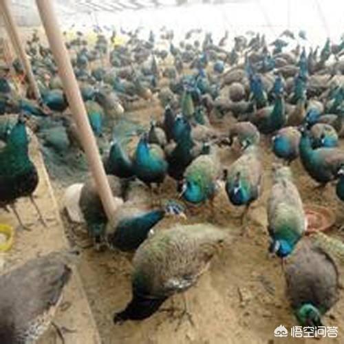 蓝山雀是国家保护动物吗:最近养殖蓝孔雀挺火是炒作还是骗局？