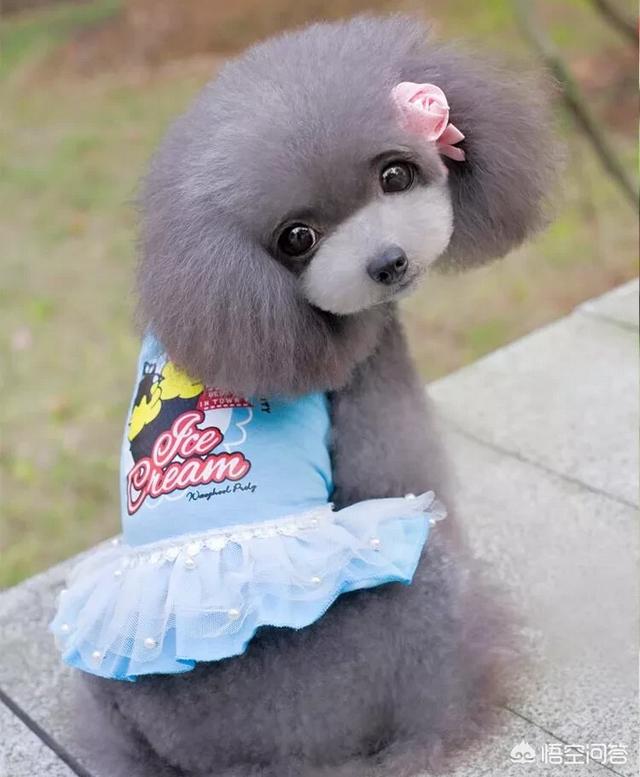 最好养的中小型犬排名:柯基、比熊、泰迪，哪个比较聪明好养呢？