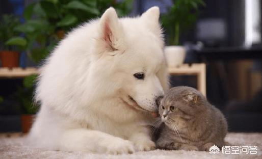 恋爱猫猫在一起游戏答案:猫和狗真的是一对冤家，不能一起饲养吗？ 恋爱猫猫在一起游戏