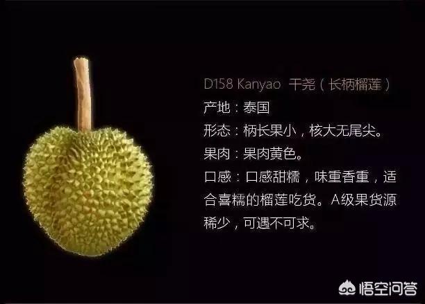 洪尧个人资料:金枕、干尧和猫山王的榴莲应该如何区分？