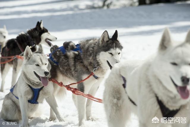 纯种雪橇犬图片:纯种阿拉斯加雪橇犬幼犬图片 纯血统的哈士奇狗狗应该是什么样子的？