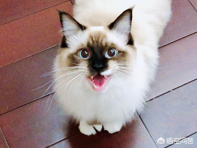 我家铲屎官是什么意思:猫咪忽然特别粘你，冲你叫是什么意思？