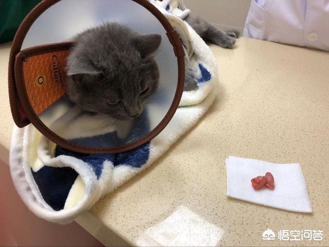 公猫发情期能绝育吗:公猫几个月绝育合适？单侧隐睾是什么意思？