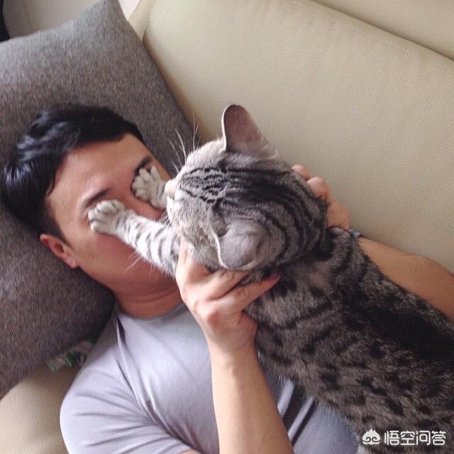 母猫绝育后大小便去猫砂盆吗:猫咪拉屎不埋是怎么回事？