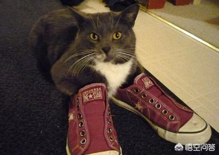 黑色雪鞋猫:领养的小猫咪爱咬鞋子怎么办？