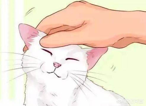 黑色雪鞋猫:领养的小猫咪爱咬鞋子怎么办？