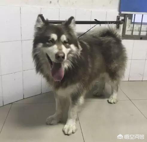 东台市阿拉斯加克利凯犬视频选犬:最近想要养狗，阿拉斯加和哈士奇养哪个？