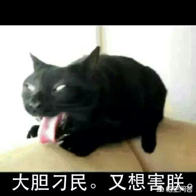 使用猫咪专用指甲有何好处，猫戴指甲套，真的会发炎吗