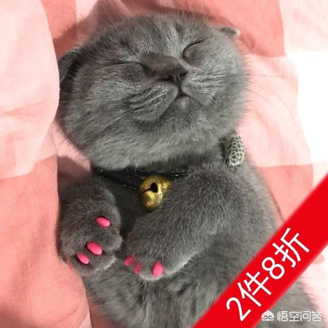 猫指甲套对猫的危害是什么:如果猫剪了指甲，对猫有什么影响？