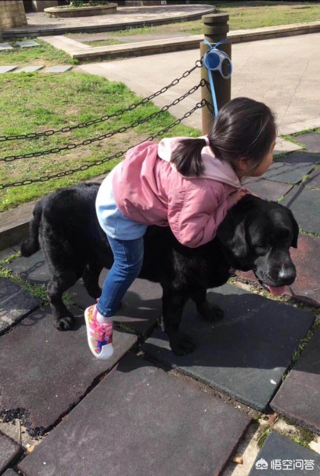 拉布拉多犬价格:拉布拉多犬的价格一般是多少？