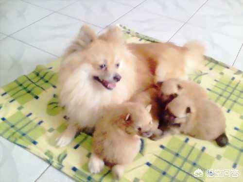 博美犬怎么养才能好:博美犬怎么样，养好博美犬的饲养方法？