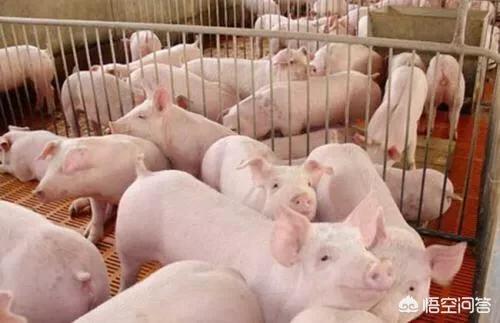 你们那边猪肉多少钱一斤？价格合理吗？