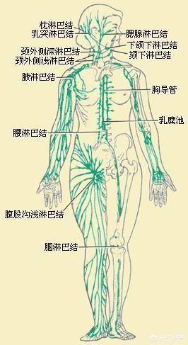 肌内效贴布可以把腿部抬高高于心脏利用重力回流促进淋巴回流消除肿胀
