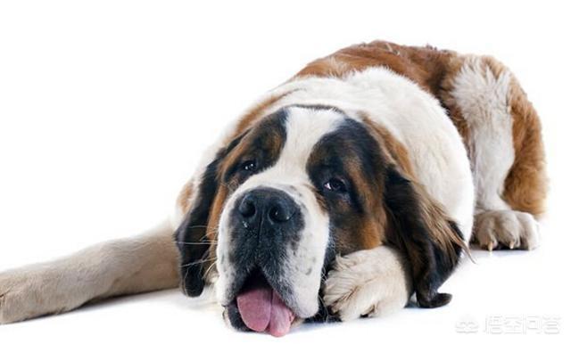 瑞典腊肠犬:瑞典腊肠犬多少钱一只 哪些犬种在原产国享有“国宝”的美誉？