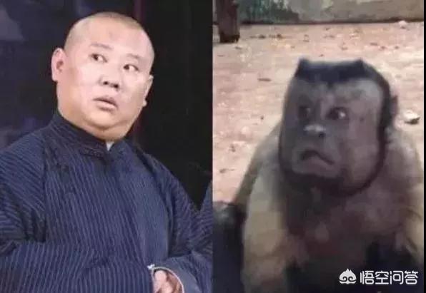 天津动物园松鼠猴:天津市动物园为什么只有一只大熊猫？ 沧州动物园松鼠猴视频