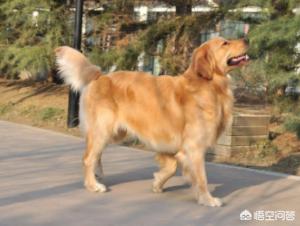 黑色金毛犬图片:两只黑色金毛交配有概率生出黄色的金毛吗？ 黑色金毛犬图片三个月