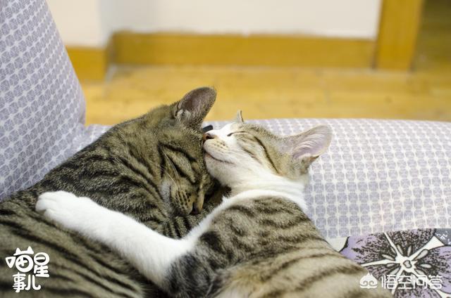 为什么晚上睡觉时猫咪总喜欢靠近自己的头，而且咕噜声还很大？插图51