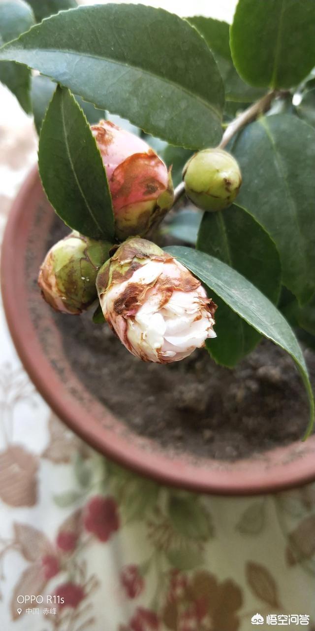 头条问答 - 茶花花骨朵呈铁锈色,是怎么回事?(6个回答)