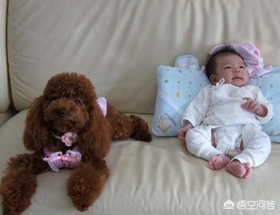 主人卖掉狗狗孩子:如果把你家的狗狗卖了，你会同意吗？为什么？