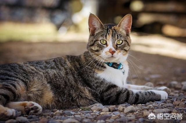 野猫驯养法动漫:为什么人类几千年了都没驯化猫？
