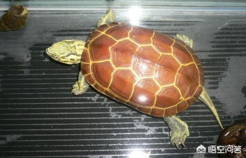 黄喉拟水龟:有人给解释一下黄喉龟的品种划分么？ 黄喉拟水龟