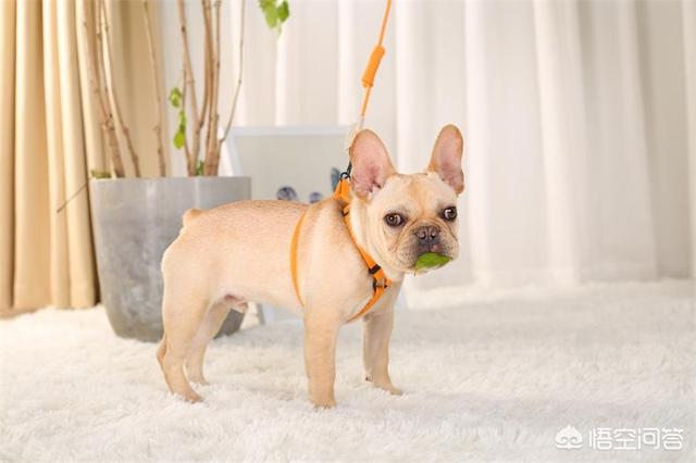 缉毒犬偷吃薯条:如何在遛狗时让狗狗不乱捡东西吃？