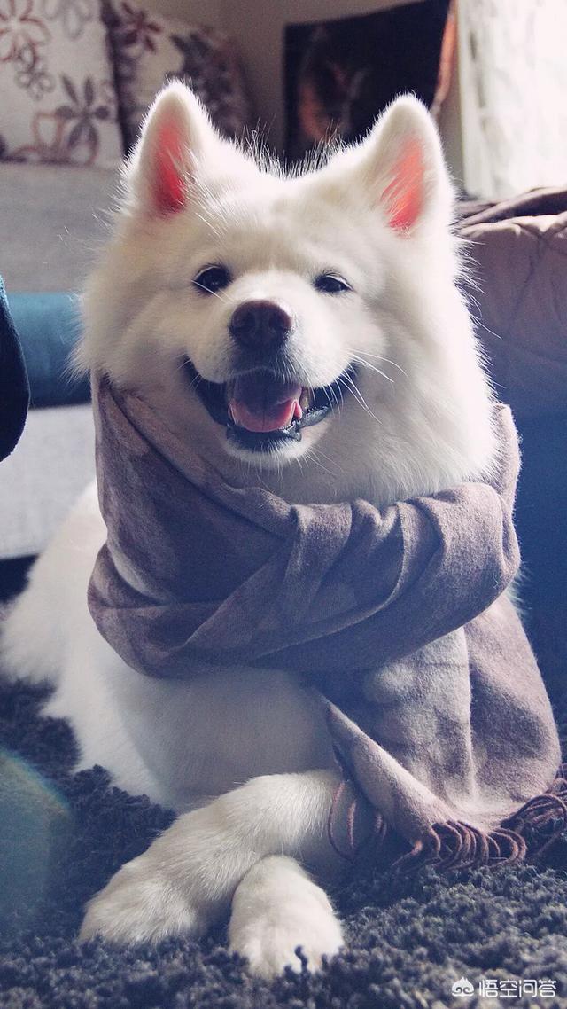 萨摩犬佝偻病症状:萨摩耶犬有什么易犯疾病？