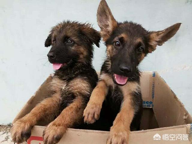 白色瑞士牧羊犬公母区别:你觉得白色瑞士牧羊犬智商排第几位？