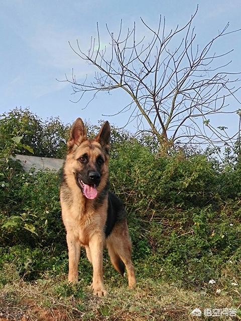 白色瑞士牧羊犬公母区别:你觉得白色瑞士牧羊犬智商排第几位？