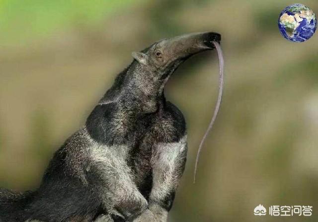 食人蚁的天敌是什么?-头条问答