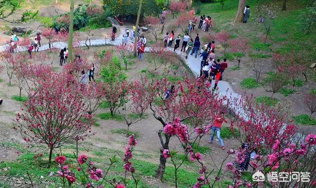 广州芳村花鸟鱼虫市场黑历史:广州有哪些非常值得一去的地方？