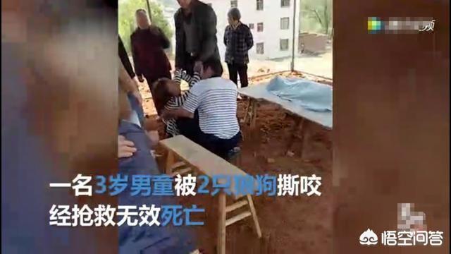 工地狗咬死小孩:如何看待5周大男婴熟睡时被父母养的宠物狗咬死？