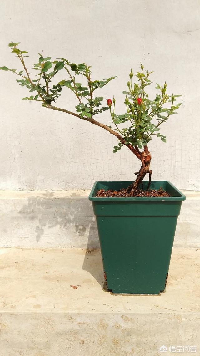 优秀月季花品种介绍百度网:盆栽月季花用什么品种好？