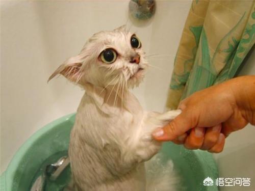 爱洗澡的猫猫视频:爱洗澡舞蹈视频 给猫洗澡对猫来说残忍吗？