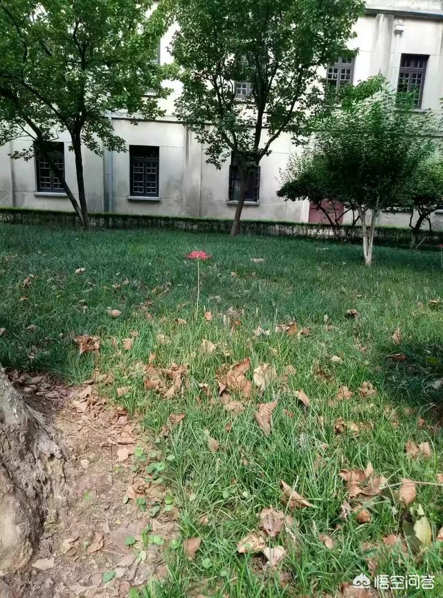 头条问答- 人间传说彼岸花，有多少人见过的？(32个回答)