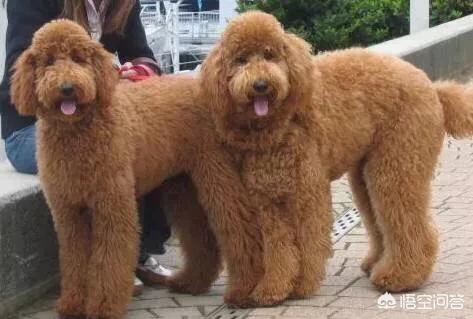 贝灵顿梗犬纯种多少钱:想养一只不太掉毛，体型中等的狗，有什么好的推荐？