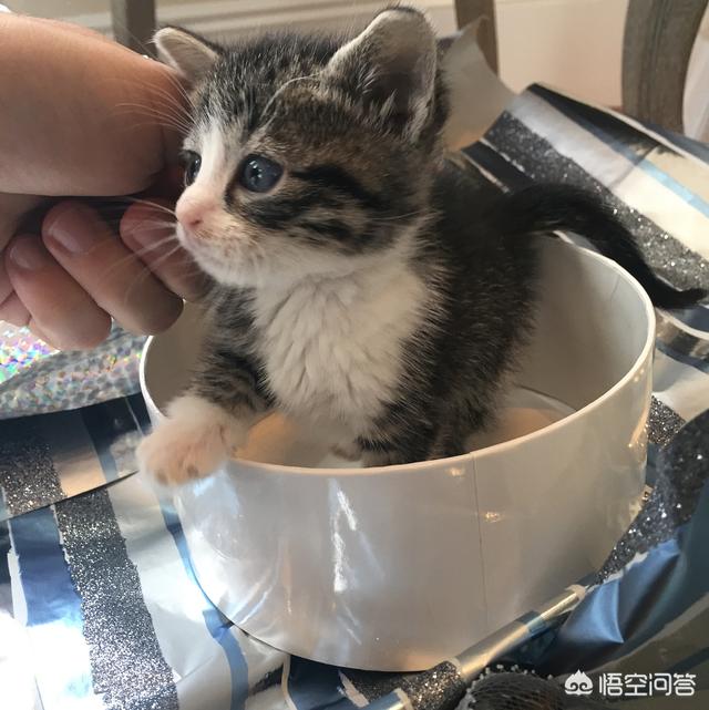 江阴橘猫吧:养猫最好是定点喂食还是一直都充足呢？