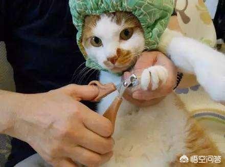 猫咪指甲开裂用什么护手霜，给猫咪剪指甲，什么招都用了就是不好使怎么办