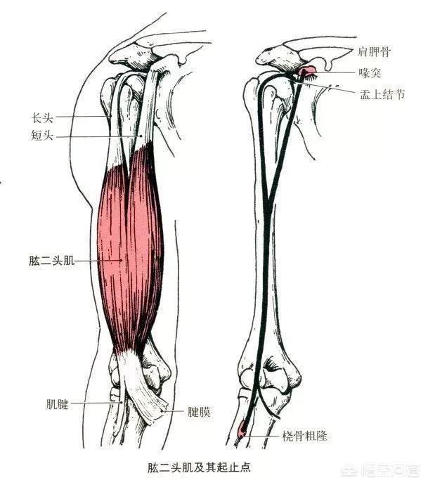 固定器械; 動作名稱 器械託臂彎舉 肘屈 設計原理:在這個動作