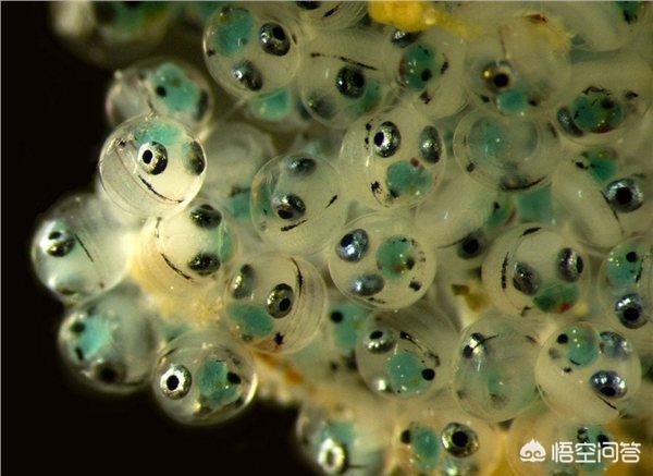 开挂的仙女虾卵能吃吗，北极虾的鱼籽能吃吗怎么吃