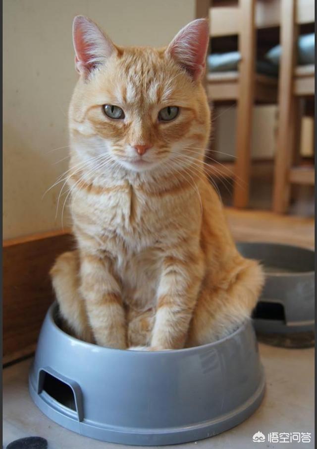 新手养猫注意事项两个月:抱回来一只两个月大的小狸花猫，关于新手养猫有什么建议吗？