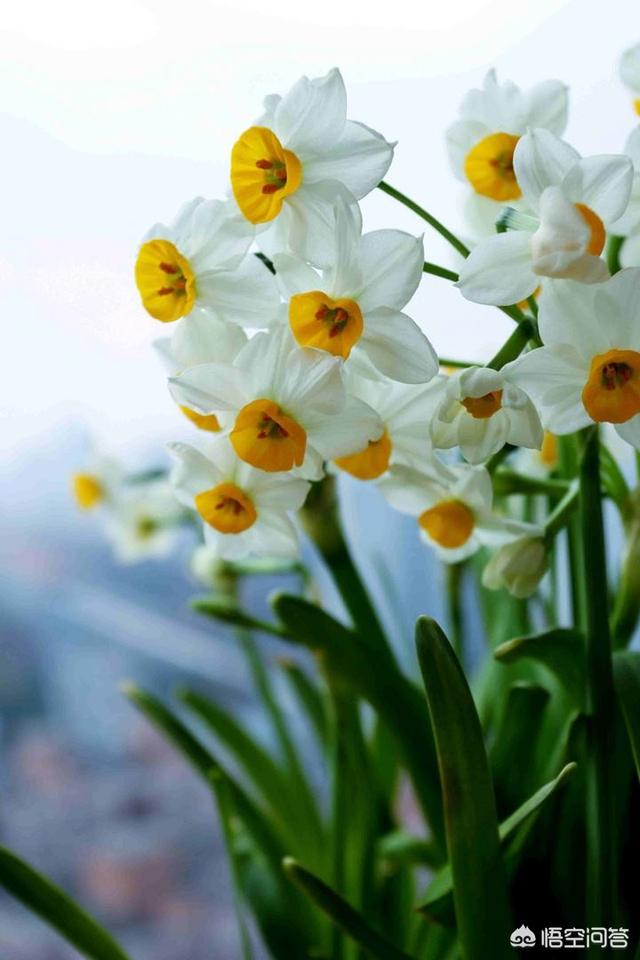 头条问答 水仙在春天开完花后应该怎么处理球茎呢 4个回答