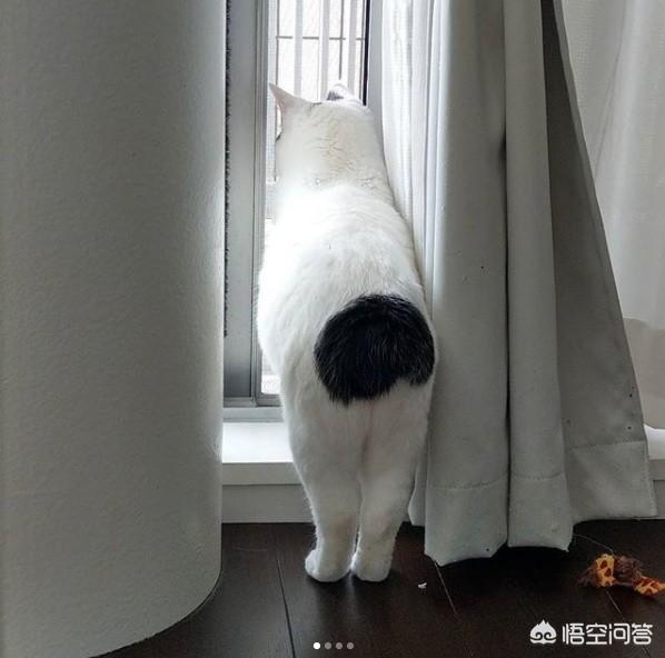 母猫绝育后大小便去猫砂盆吗:母猫做完绝育手术总是待在猫砂盆 怎么改正绝育猫咪的尿床问题？