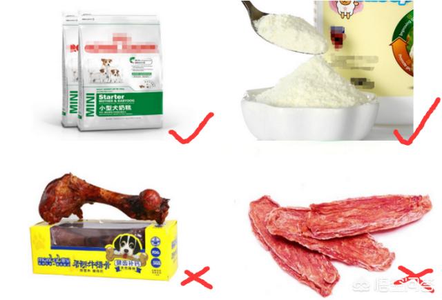 泰迪犬怎么养胖:两个月大的小泰迪要怎么养？