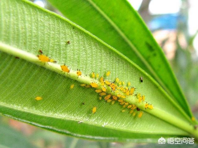 介壳虫图片:危害卫矛叶片的介壳虫是哪种？该如何避免再次危害？