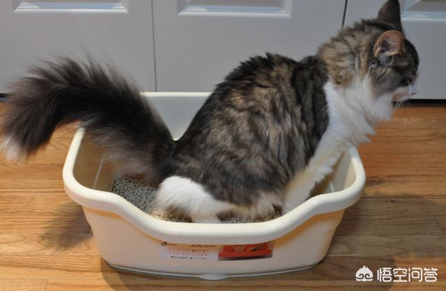 猫怕黄瓜图片gif:哪些东西会让猫咪感觉害怕？