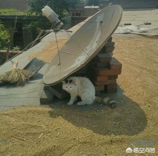 三毛猫公猫国内价格:为何农村猫便宜无人要，而城市猫贵还有市场呢？