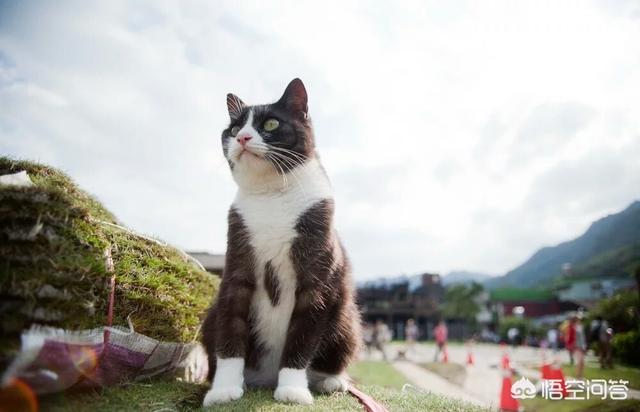 济南宠物医院:猫咪1岁了现在做绝育伤害大吗？