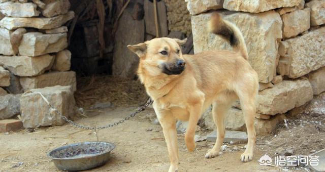 什么样的土狗才是好狗