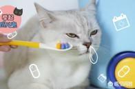 怎么给猫猫吃驱虫药:大家都是怎么给猫咪喂驱虫药的？